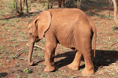 Adopt an African Elephant .